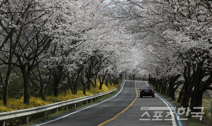 봄 날씨가 완연한 30일, 구례군 남도대교-간전교-문척면 구간에 노란 개나리와 어우러진 벚꽃이 터널을 이뤄 상춘객을 반기고 있다. <사진=구례군청 제공>