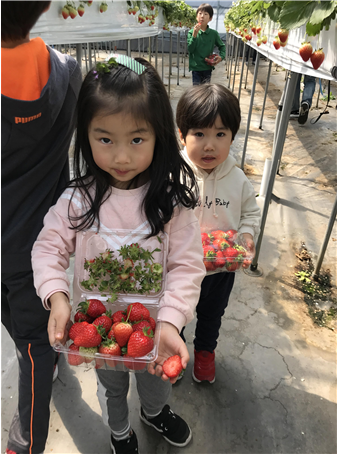 아이들의 딸기체험(사진=제주시 제공)