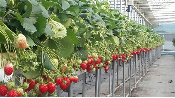 저지리 딸기 재배농가(사진=제주시 제공)