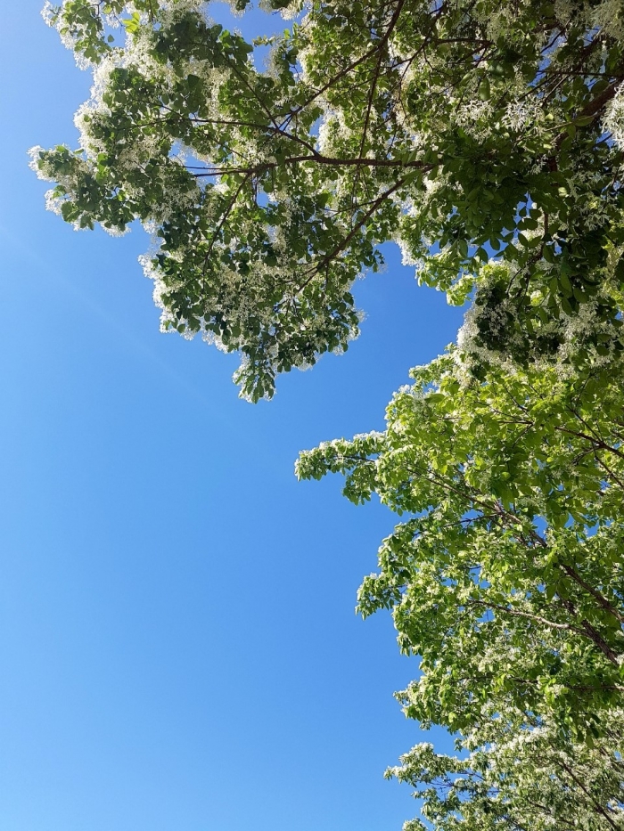 이팝나무 가로수(사진=목포시 제공)