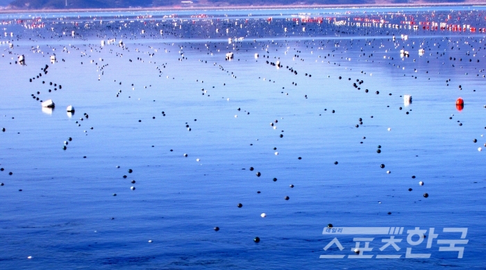 청정바다 양식장(사진=섬문화연구소)