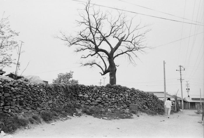 송파구청에서 한때 보호수로 지정했던 수령 235년의 회화나무. 내가 촬영하던 1982년에 이미 고사목이었다.