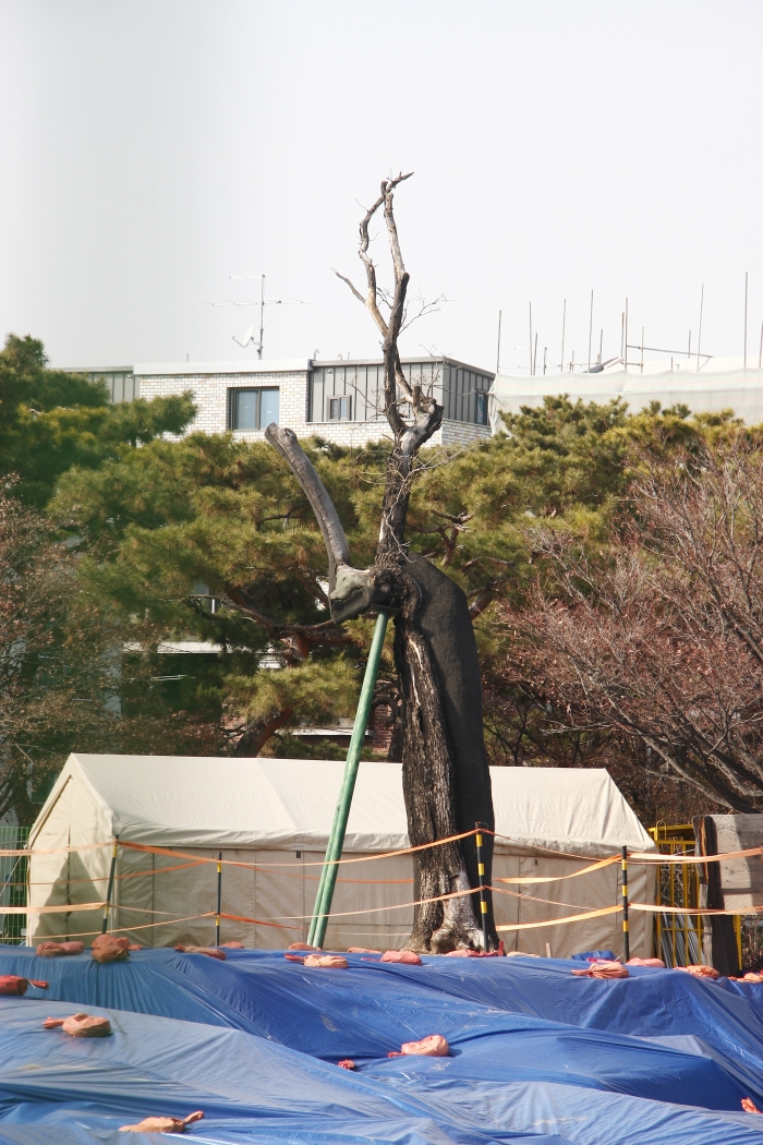 2019년 현재의 회화나무. 지금은 나무줄기 형태도 없이, 몸통만 남아 있는 상태다.
