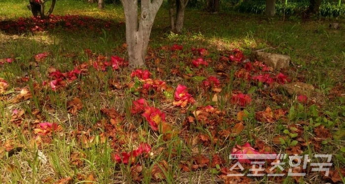 동백숲에 떨어진 붉은 동백잎들