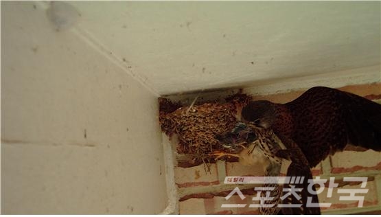 황조롱이(천연기념물 제323-8호)가 제비 둥지를 습격하는 장면(사진=국립생태원 제공)