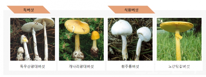 독버섯과 식용버섯 구별