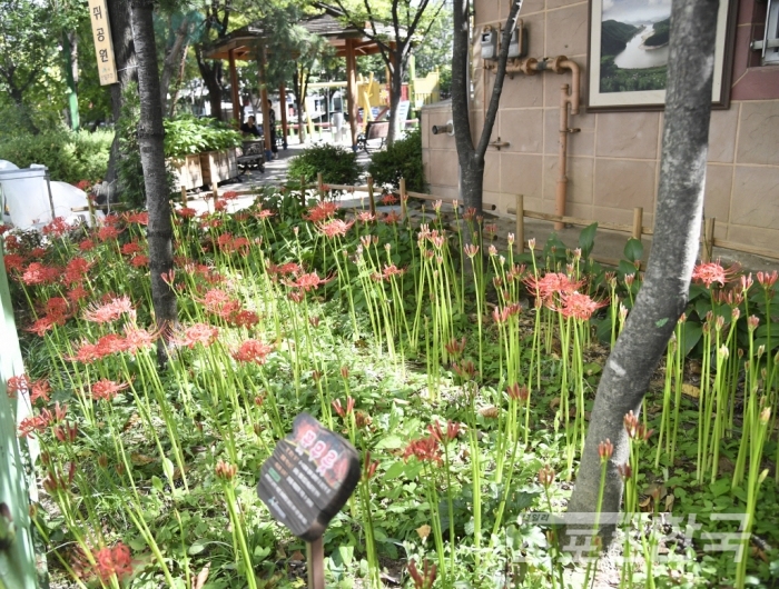 서울 송파구 삼학사 어린이공원 꽃무릇