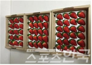 국산 딸기