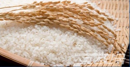 농진청은 1인가구 증가 등에 부응한 간편식용 쌀 미호를 개발했다.