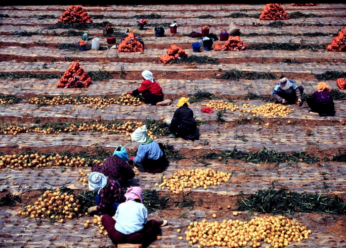 무안군 황토양파밭에서 농부들이 양파를 수확하고 있다.