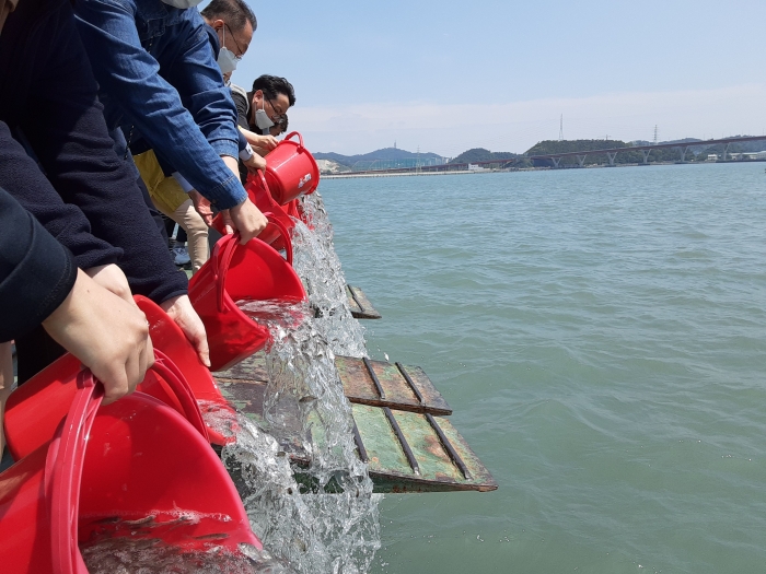 목포시가, 서남연안 해역의 수산자원 조성을 위해 31만 마리 감성돔 종자를 방류했다.