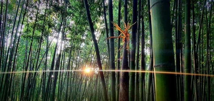 태화강 십리대숲(사진=임규동. 사진작가)