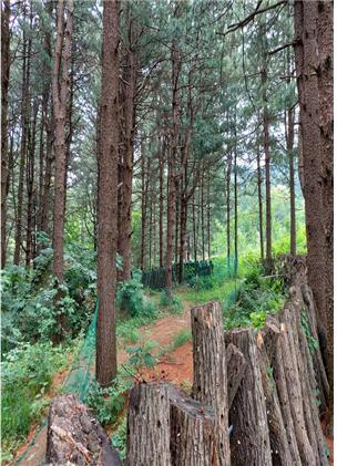 가평군 초롱이둥지마을 편백나무 숲 체험