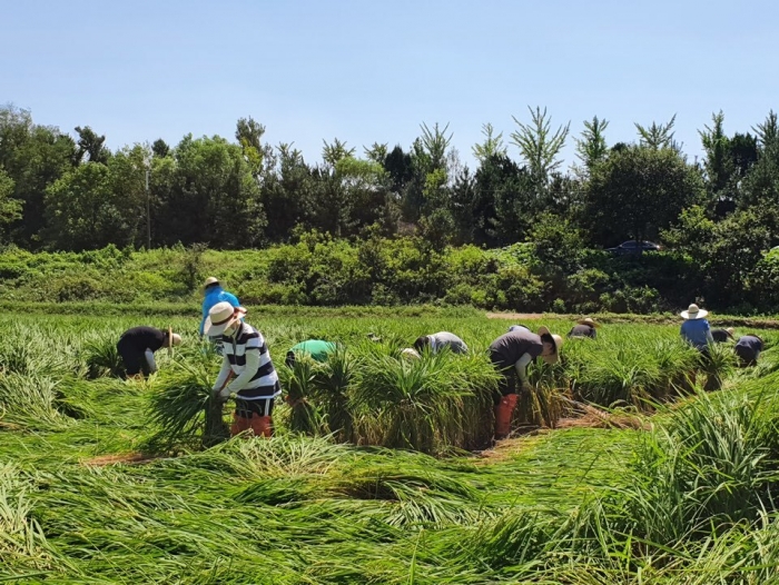 농림축산국 직원들이 피해 농가를 찾아 도복 벼 일으켜 세우기  작업을 하고있다.