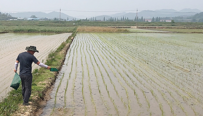 함평군이 친환경 쌀 재배를 위해 지역 4709 농가에 왕우렁이 60톤을 공급했다. 농부가 친환경 논에 제초용 왕우렁이를 놓고 있다.