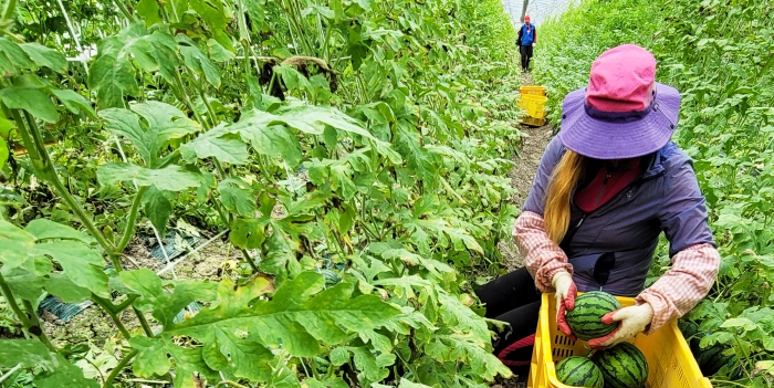 함평군 신 소득 작물인 애플수박 재배 농가에서 애플수박을 수확하고 있다.