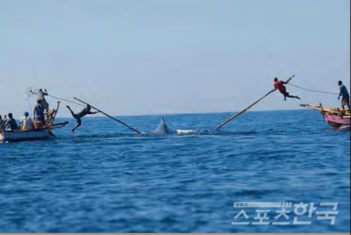 소형고래 사냥 장면(사진=손호선 고래연구센터장)
