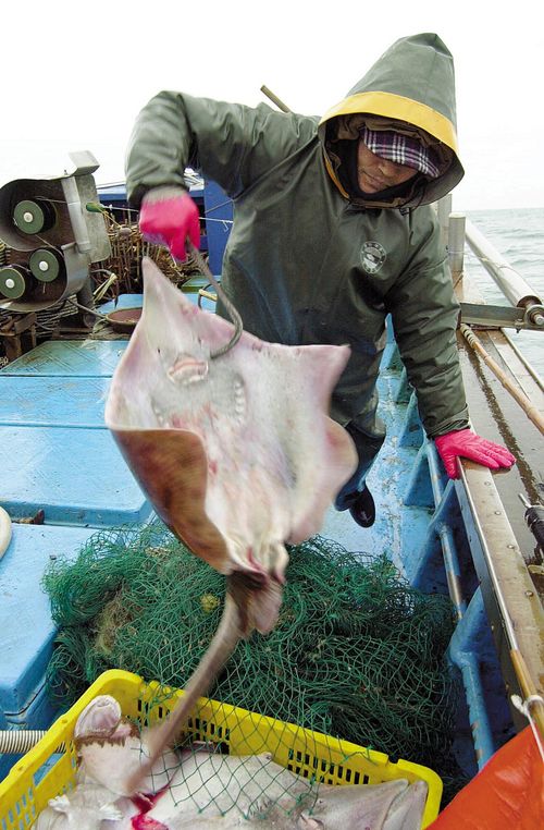 신안 흑산도 앞바다에서 홍어잡이 배가 흑산 홍어를 잡고 있는 모습