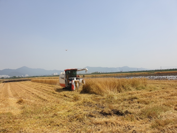 강진군의 특화 작물인 쌀귀리 수매가 지난 23일부터 시작됐다. 사진은 쌀귀리 수확 장면.