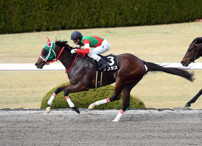 코리아스프린트 일본마 랩터스. (사진 출처=Aichi Horse Racing Association)