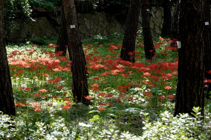 남산 장충유아숲체험원 앞 꽃무릇 군락지.
