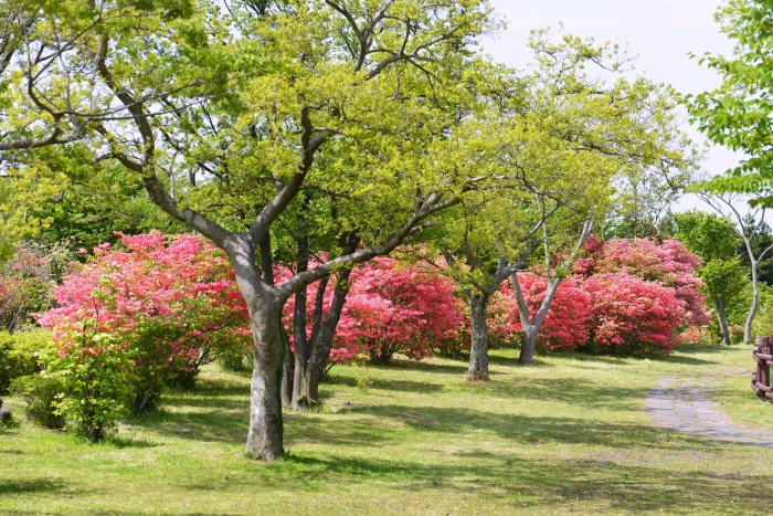 참꽃나무 양묘 및 식재사례(한라생태숲)