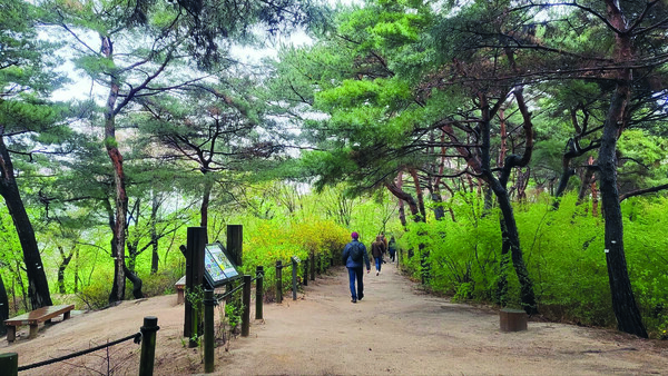남산 '소나무 힐링숲' 산책로.(서울시)