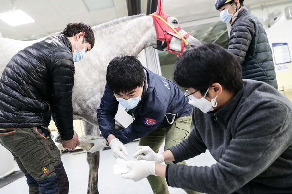 부상당한 경주마의 재활을 위한 한국마사회 수의사들의 지원활동. (사진=한국마사회)