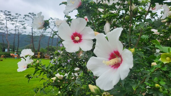 함평자연생태공원에 전시되어 있는 우리나라 꽃 '무궁화'