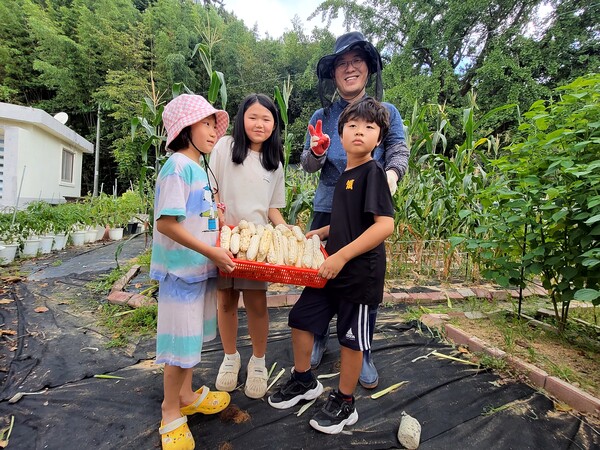 강진 옴천초등학교 학생들이 지난 22일 개학식 대신 자신들이 가꿔온 옥수수를 수확 하고 있다.