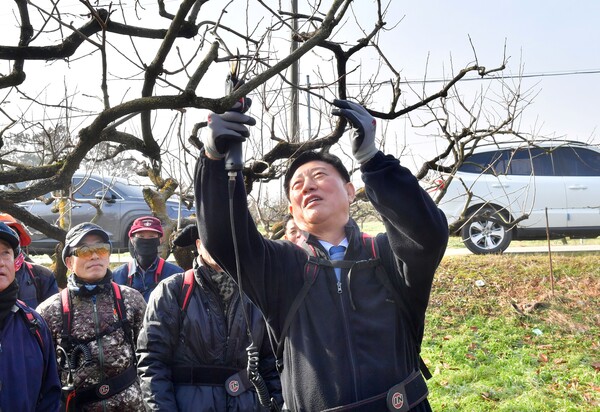 지난 8일 남면 감농가 전정작업 일손을 거들고 있는 김한종 장성군수[사진=장성군 제공]
