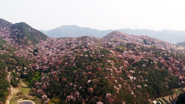 담양군 금성면 고비산에 만개한 산벚꽃 풍경
