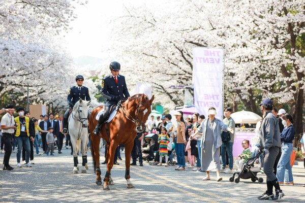 지난해 열린 렛츠런파크 서울 벚꽃축제에 참가한 관광객들이 말을 탄 기수를 구경하고 있다. (사진=한국마사회)