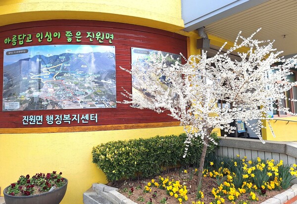 장성군 진원면 행정복지센터 입구에 ‘미선나무’ 하얀 꽃이 만개했다[사진=장성군 제공]