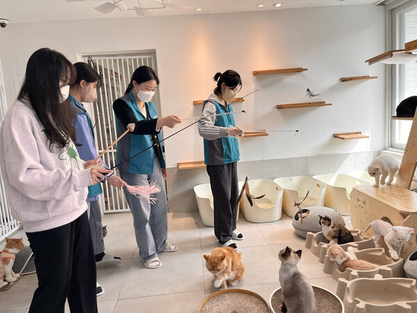 한국마사회 엔젤스 봉사단 지난 17일 용산구 이촌동의 유기묘(猫) 보호소 ‘나비야사랑해’를 방문해 동물학대 피해를 입은 고양이를 돌보는 시간을 가졌다. (사진=한국마사회)