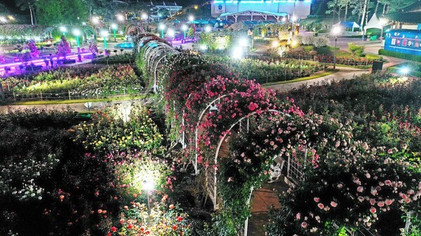 곡성, 장미 물결에 잠긴다! 16일부터 펼쳐지는 '올데이로즈' 축제
