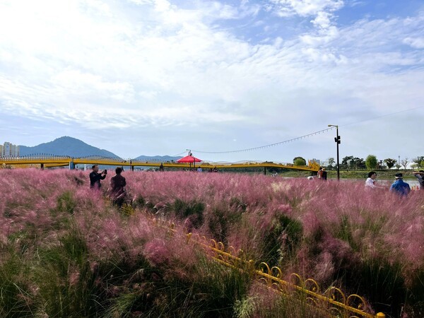 황룡강 문화대교 인근 핑크뮬리가 장관이다. [사진=장성군 제공]