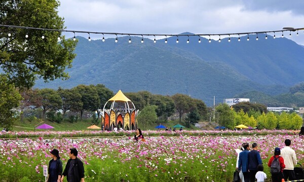 황미르랜드 연꽃정원 코스모스[사진=장성군 제공]