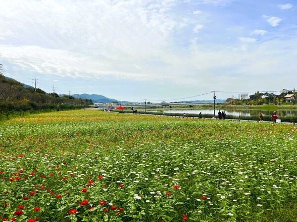 색깔별로 피어난 황룡강 용작교 방면 백일홍[사진=장성군 제공]