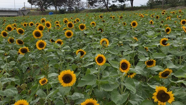 해바라기 꽃길[사진=이석희기자]