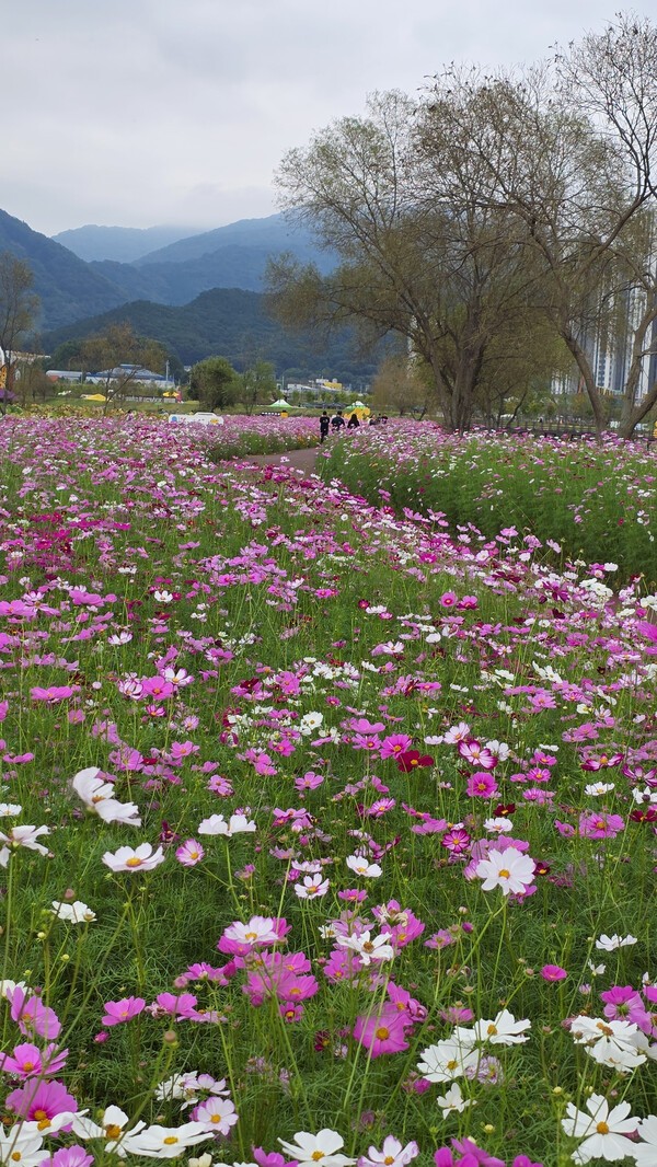 코스모스 꽃길[사진=이석희기자]