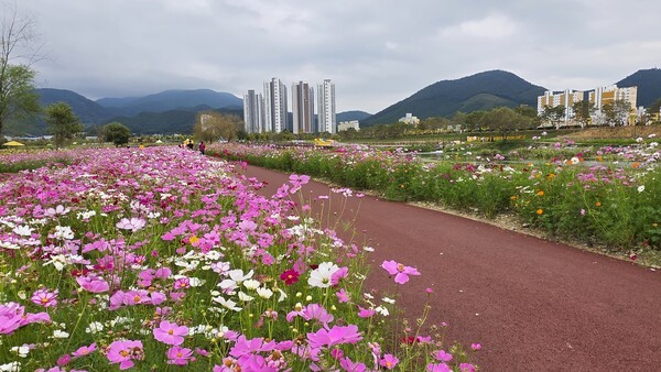 코스모스 꽃길[사진=이석희기자]