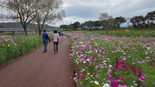 코스모스 꽃길[사진=이석희기자]