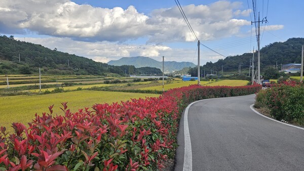 벌교읍 외추마을 안길이 붉은 새잎과 황금 들녘으로 어우러져 있다[사진=보성군 제공]