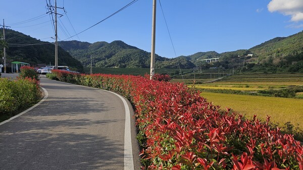 벌교읍 외추마을 안길이 붉은 새잎과 황금 들녘으로 어우러져 있다[사진=보성군 제공]