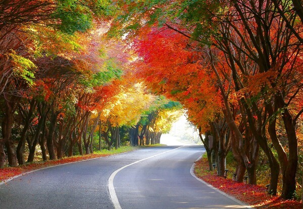 완도 청산도 단풍길 전경[사진=완도군 제공]