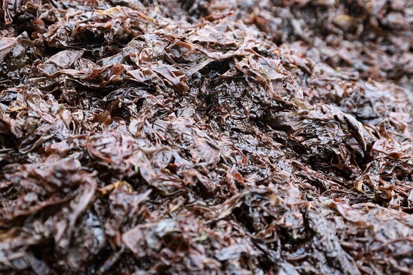  완도 물김[사진=완도군 제공]