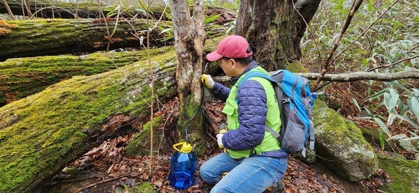 전라남도 9개 시군, 천연 당분 함유 건강 이온음료 고로쇠 수액 채취 본... - 뉴스 썸네일 이미지