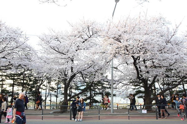여의도 벚꽃축제 모습.사진=한국관광공사