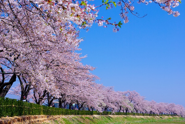 벚꽃핀 경포대 일대.사진=한국관광공사